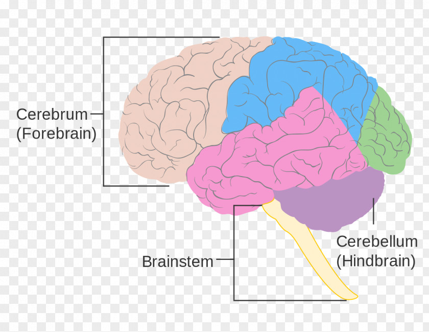 Brain Human Size Brainstem Damage PNG