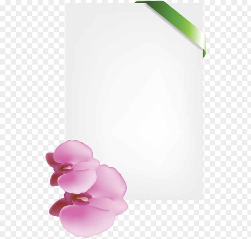 Design Petal Desktop Wallpaper Rose Family PNG