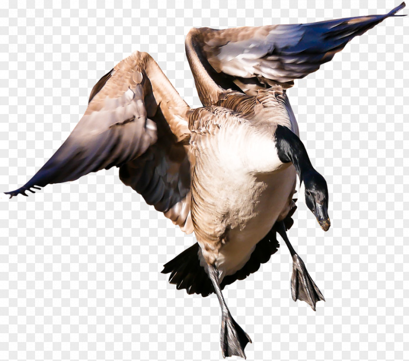 Goose Image Duck Bird PNG