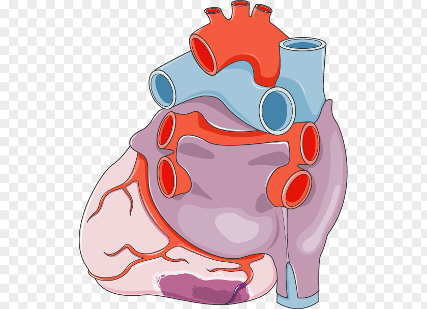 Heart Servier Medical Circulatory System Anatomy Medicine PNG