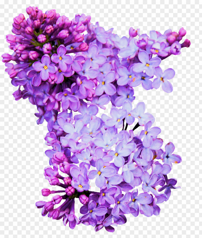 Lilac Download PNG
