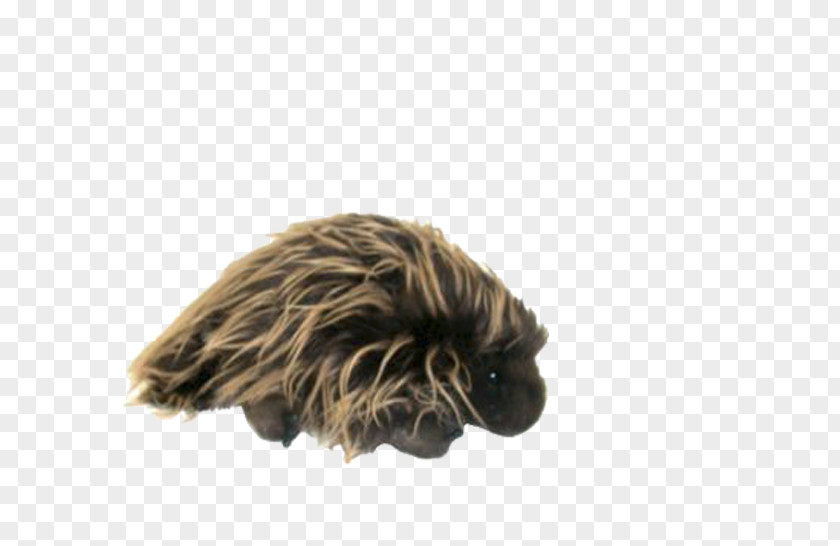 Porcupine Dog Breed Snout Child Education PNG