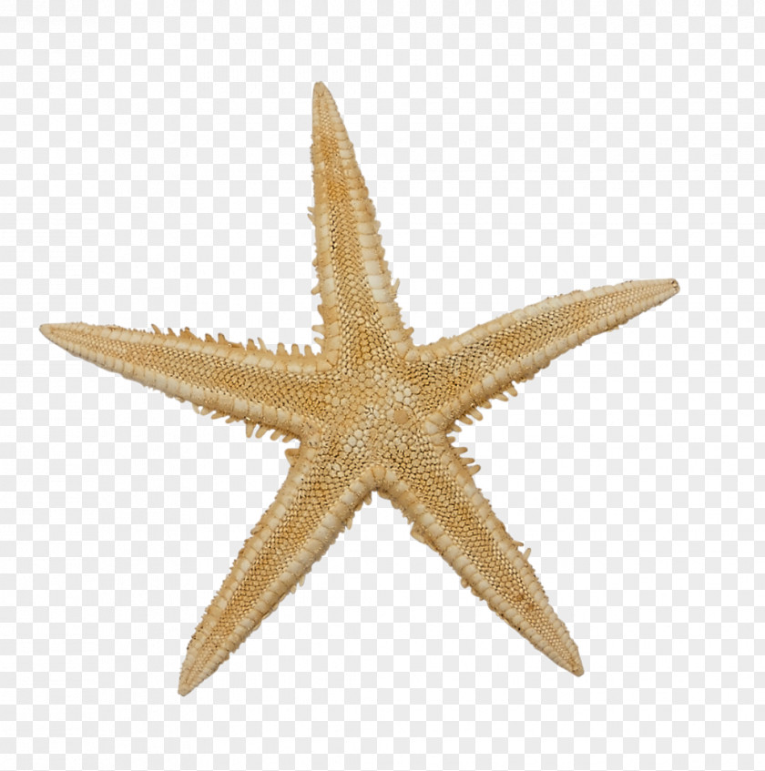 Starfish Stock Photography Royalty-free Cutie Mark Crusaders PNG