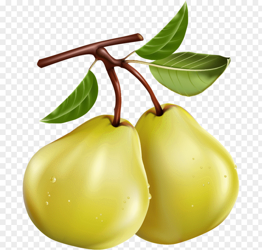 Asian Pear Desktop Wallpaper Clip Art PNG