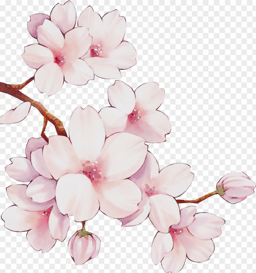 Branch Spring Cherry Blossom PNG