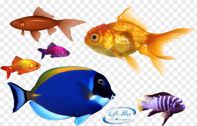 Fish Goldfish Clownfish PNG