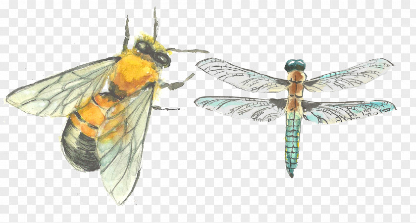 Hand-painted Cicada And Dragonfly Drawing PNG