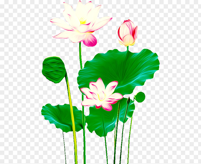 Lotus Nelumbo Nucifera Icon PNG