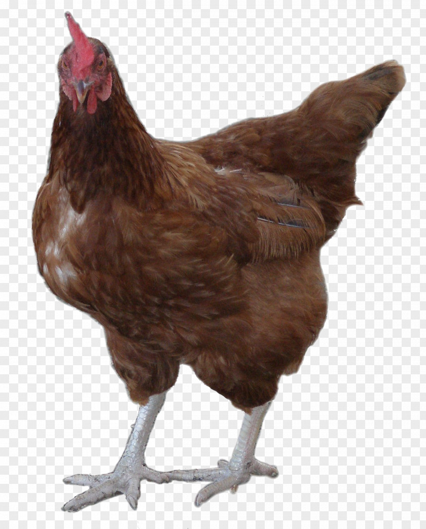 Rooster Symbol Leghorn Chicken Cochin Plymouth Rock Legbar PNG