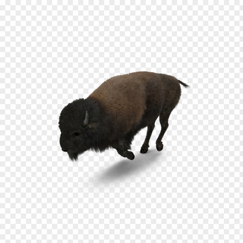 Running Bison Buffalo American PNG