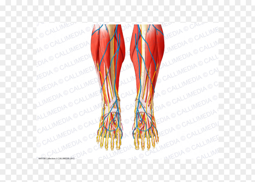 Superficial Temporal Nerve Finger Foot Muscle Human Anatomy PNG