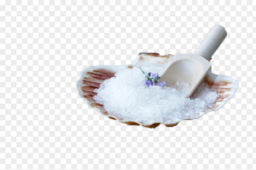 White Clam Shell With Sea Salt Oyster PNG