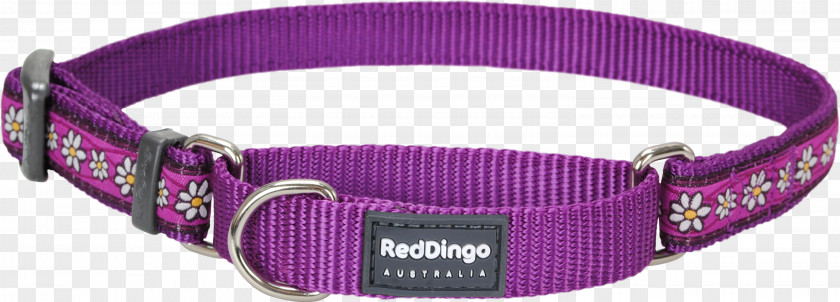 Dog With Collar Dingo Martingale Bull Terrier (Miniature) PNG