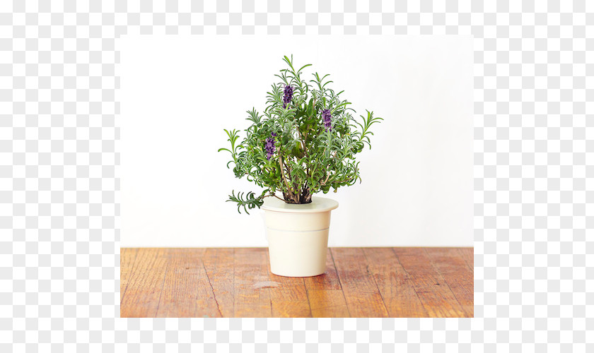 Herb Garden English Lavender Plant Hyssop Shrub PNG