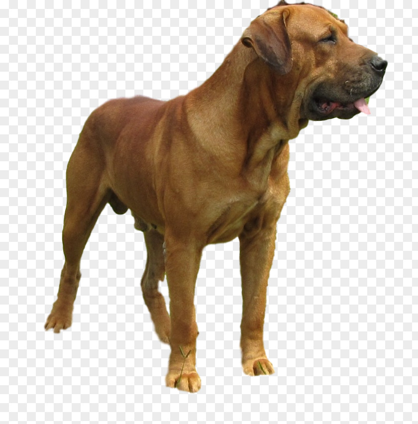 Tosa Dog Breed Boerboel Broholmer Alano Español PNG