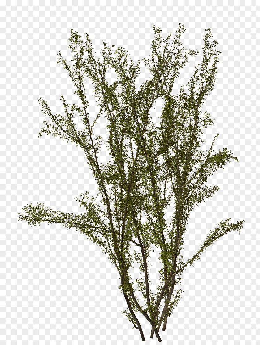 Verdure Scrapbooking Twig PNG