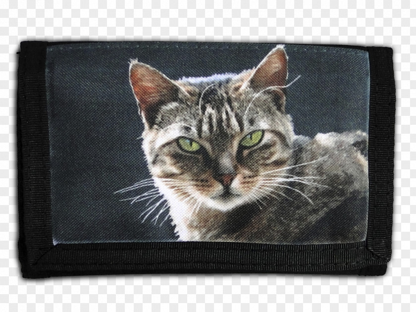Wallet Tabby Cat American Shorthair European Domestic Short-haired British PNG