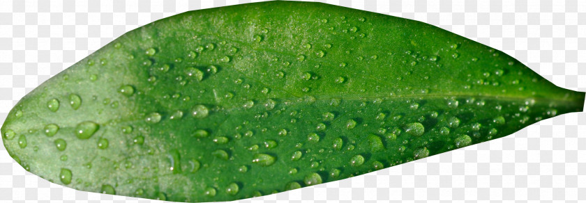 Drops Green Leaves Leaf Water Lossless Compression PNG