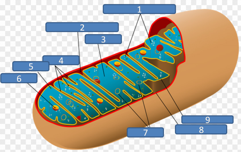Electrocardiography Mitochondrion Plant Cell Chloroplast Respiration PNG