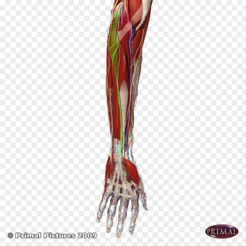 Finger Human Leg Shoulder Muscle PNG leg Muscle, digits clipart PNG
