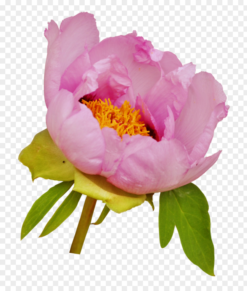 Fond Ecran Flower Clip Art Moutan Peony Garden Roses PNG