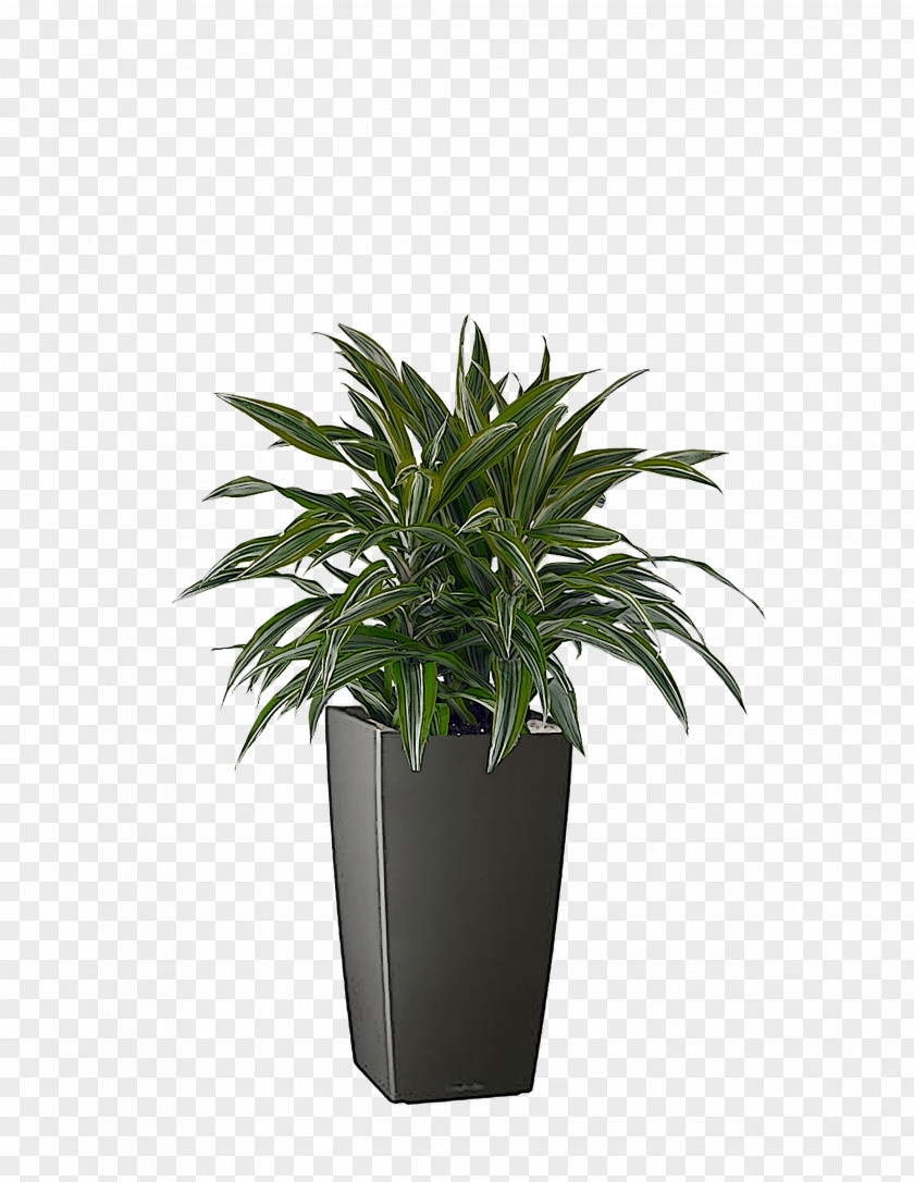 Houseplant Flowerpot Shrub Evergreen M-tree PNG