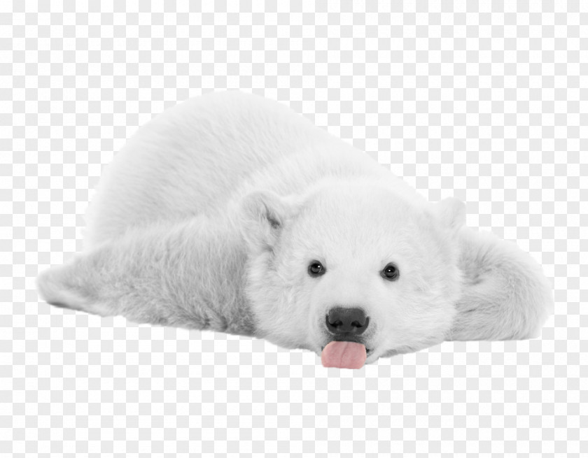 Polar Bear Pictures Icon PNG