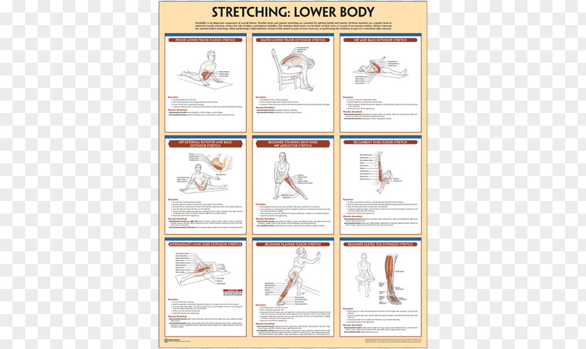 Sport Posters Stretching Poster Paper Exercise PNG