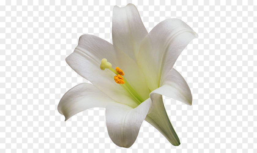 Flower Madonna Lily Easter Arum-lily Tiger PNG