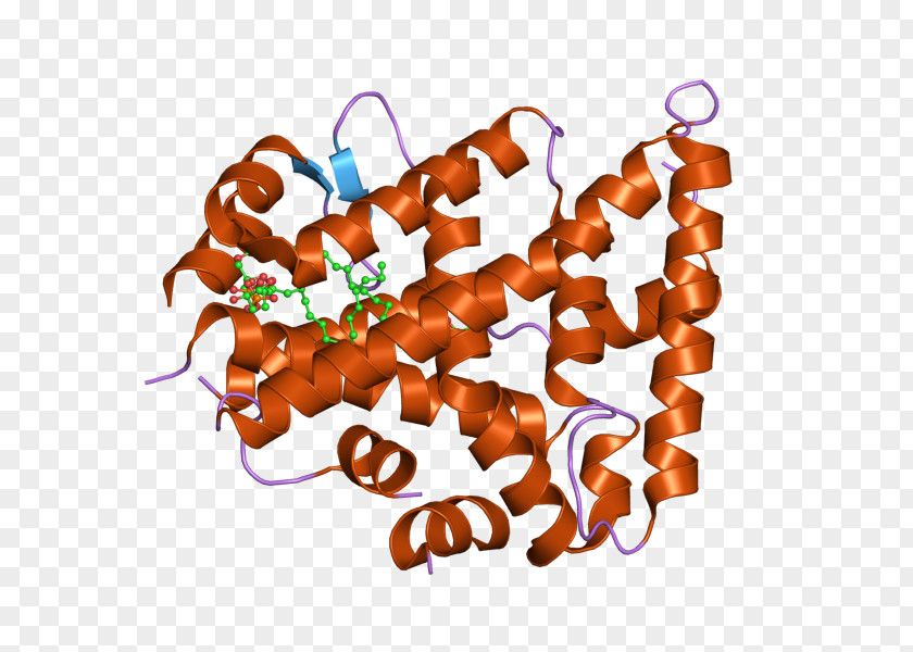 Human Liver CAPNS1 Food Calpain Protein Clip Art PNG