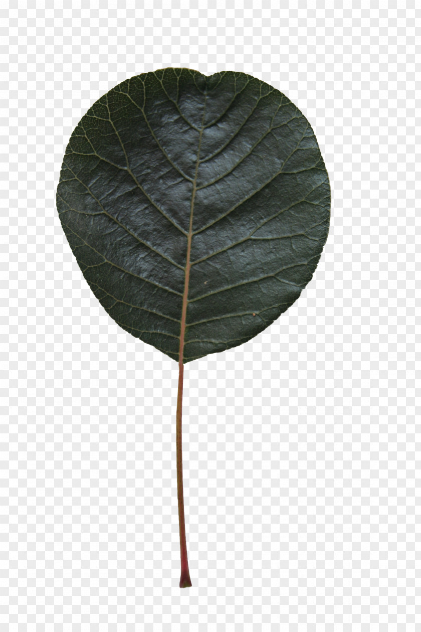 Leaf Specimen PNG