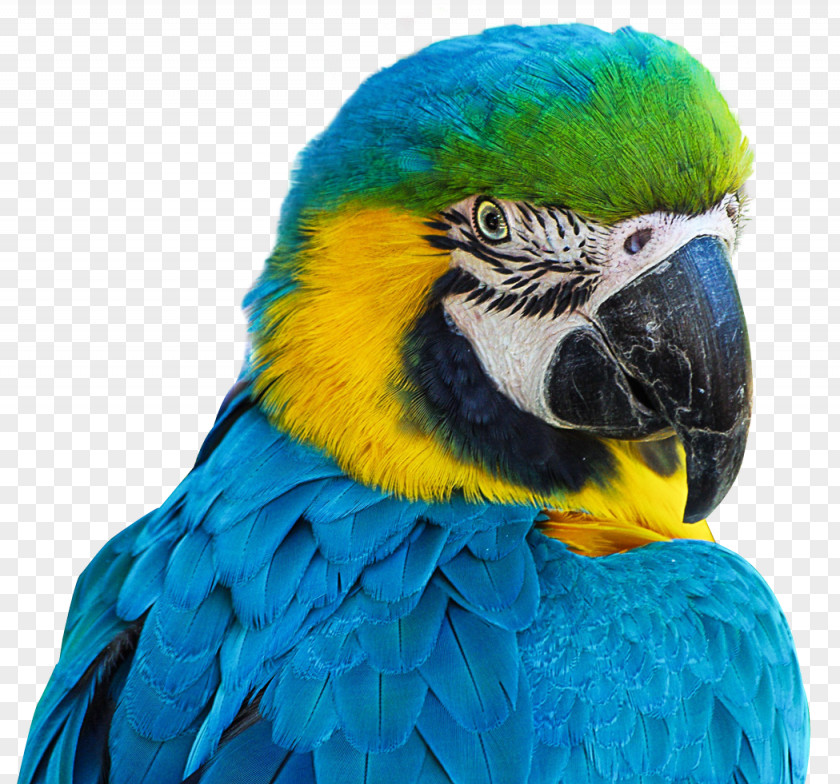 Parrot Aviarium Santiago Bird PNG