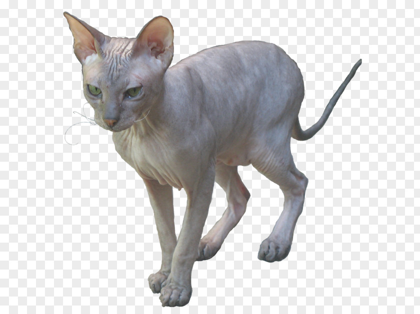 Sphynx Cat Donskoy Peterbald Ukrainian Levkoy Oriental Shorthair PNG