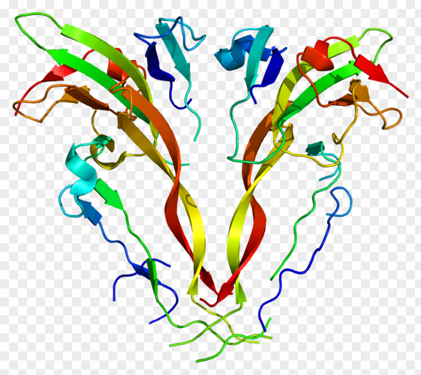 Activin INHBA ACVR2B Protein Myostatin PNG