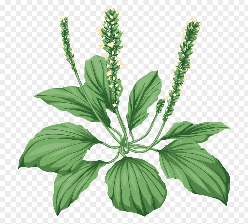 Plant Broadleaf Plantain Medicinal Plants Herbaceous Pharmaceutical Drug PNG