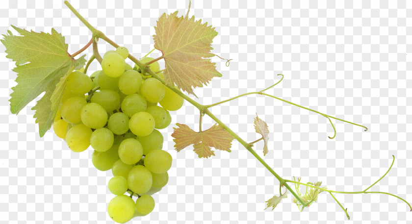 Wine Grape Trebbiano Balsamic Vinegar Fruit Salad PNG