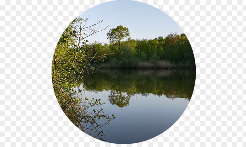 Camp Wetland Pond Marsh Ecosystem Swamp PNG