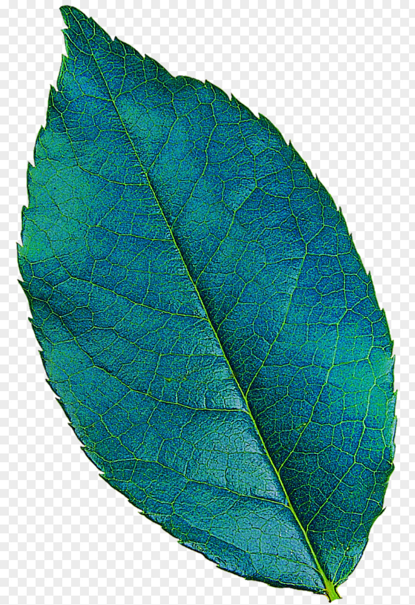 Leaf Plant Pathology Turquoise PNG