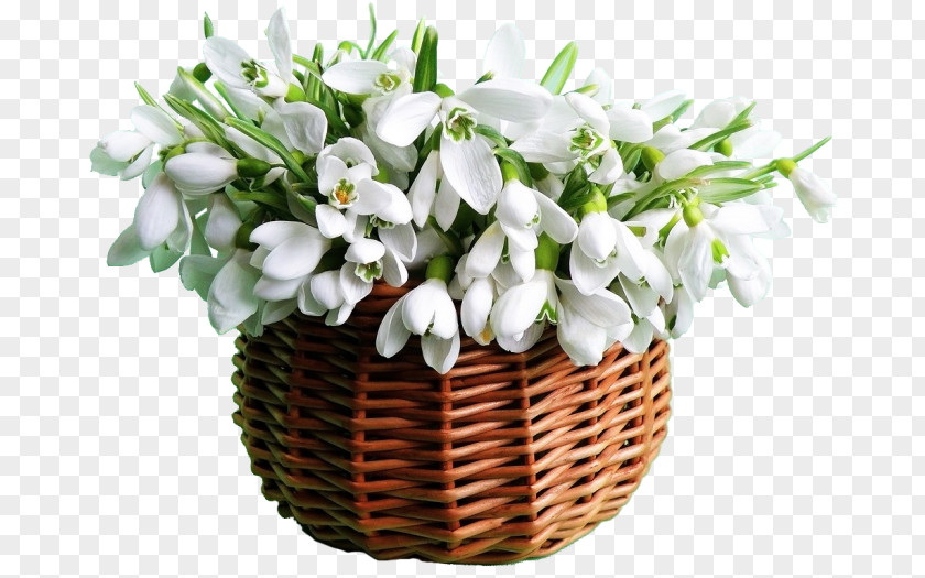 Snowdrop Flower Bouquet Zakazat' Buket Garden Roses PNG