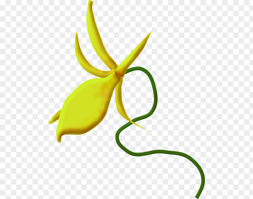 Souvent Fleur Chauvesouris Clip Art Orchids Image Drawing PNG