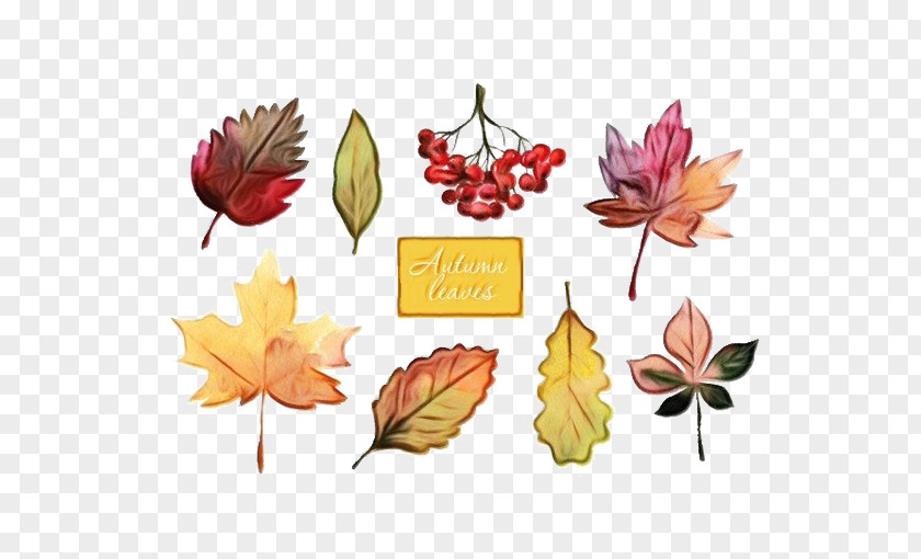 Tree Flower Autumn Leaf Drawing PNG