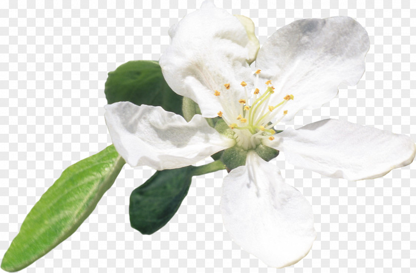 BLOSSOM Flower Plant Apples Clip Art PNG