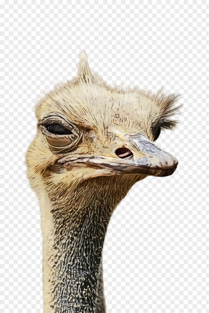 Casuariiformes Closeup Ostrich Flightless Bird Ratite Emu PNG
