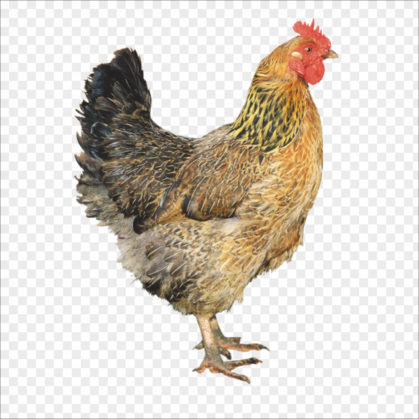 Chicken Broiler Meat PNG
