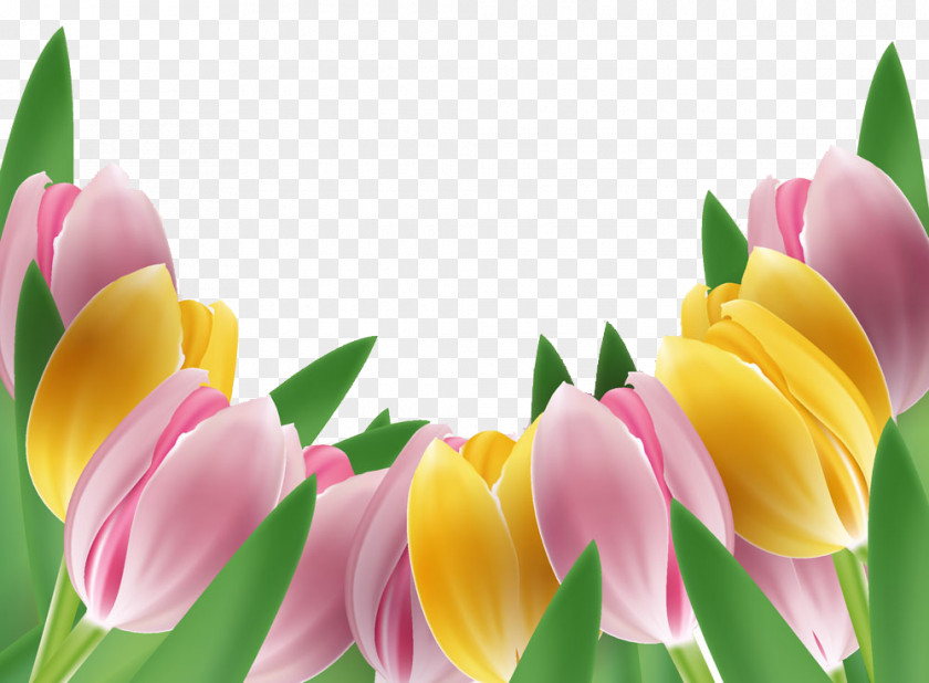 Hand-painted Tulip Flower PNG