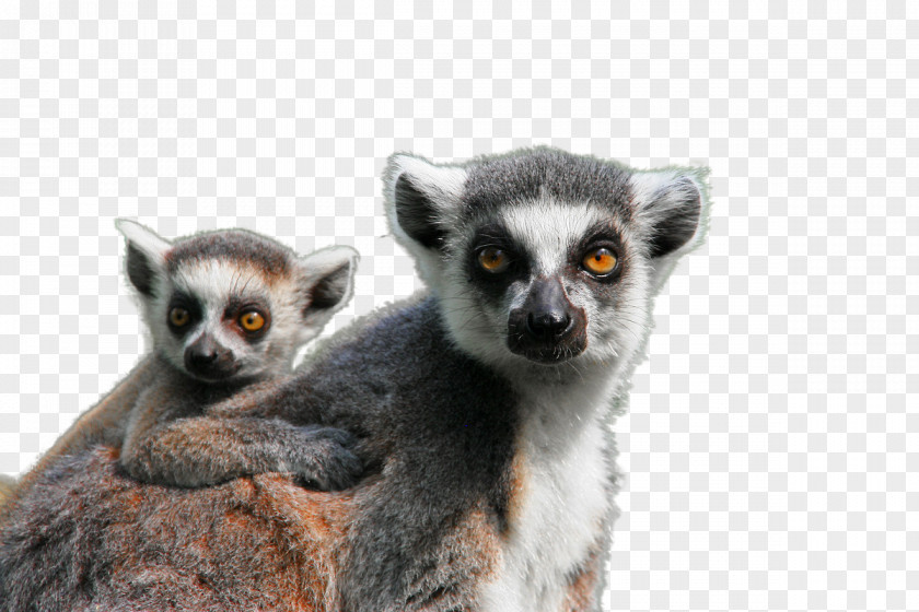 Koala Size Ape Lemuridae Monkey Pixabay Mammal PNG