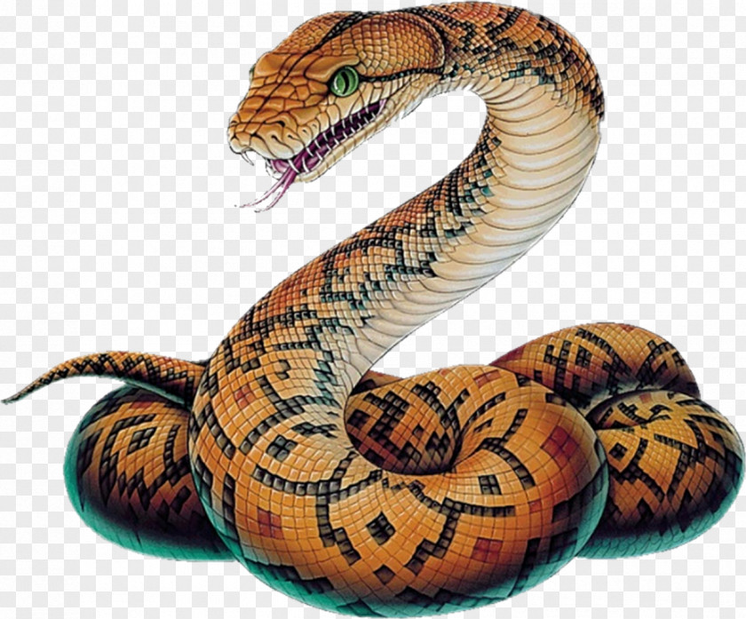 Snake Vipers Ball Python Drawing Sketch PNG