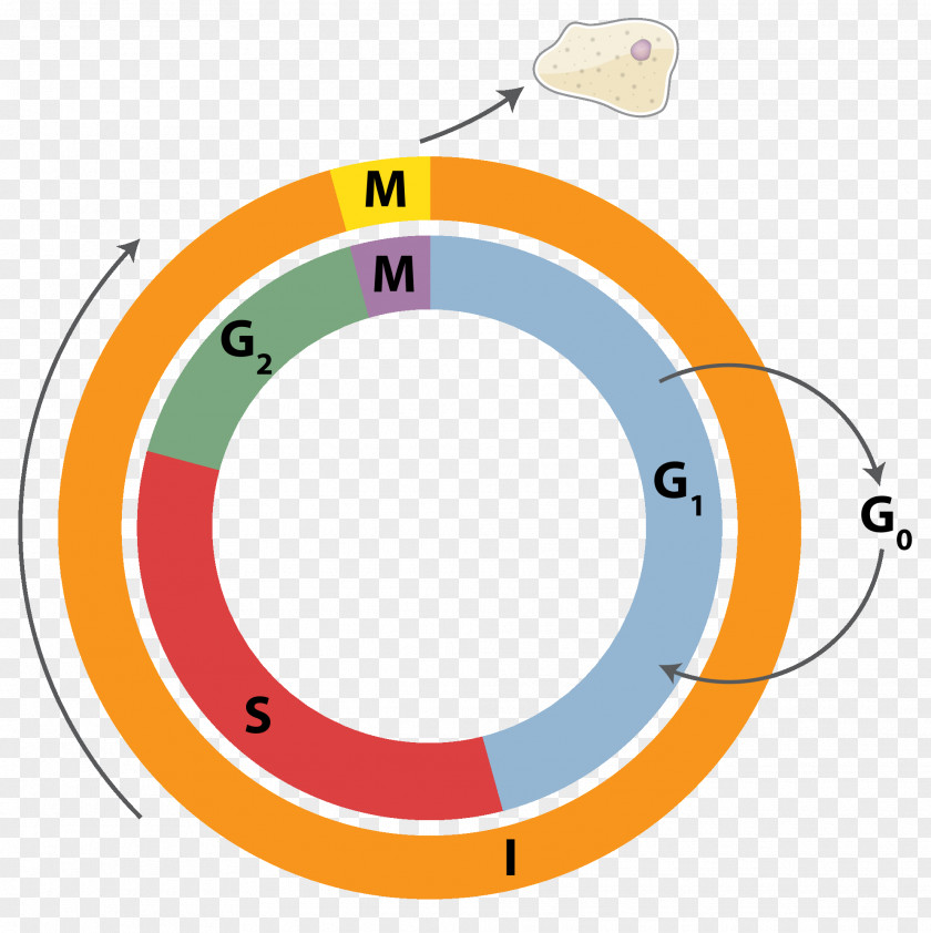 Cell Cycle Division Mitosis Interphase PNG
