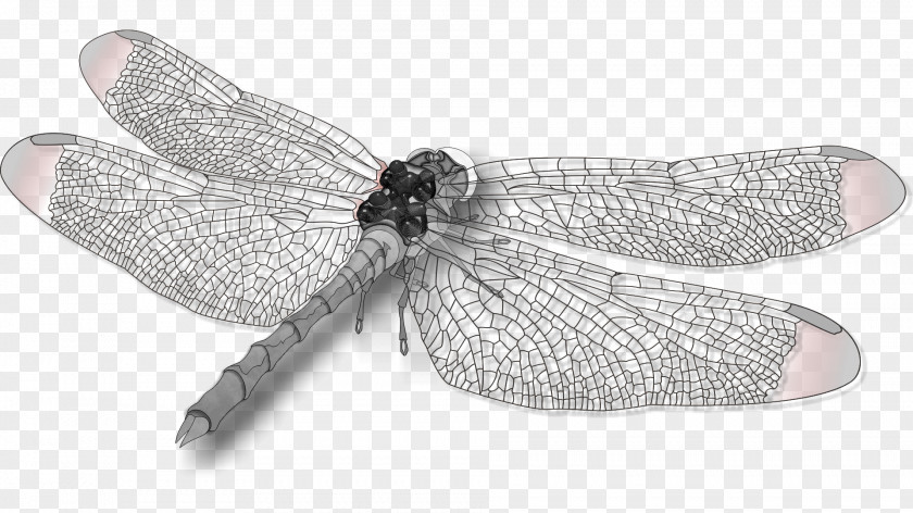Dragonfly Insect Wing Butterfly PNG