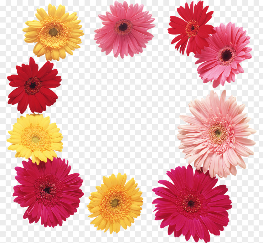Flower Transvaal Daisy Petal Photography Floral Design PNG